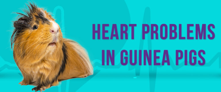 heart problems in Guinea Pigs