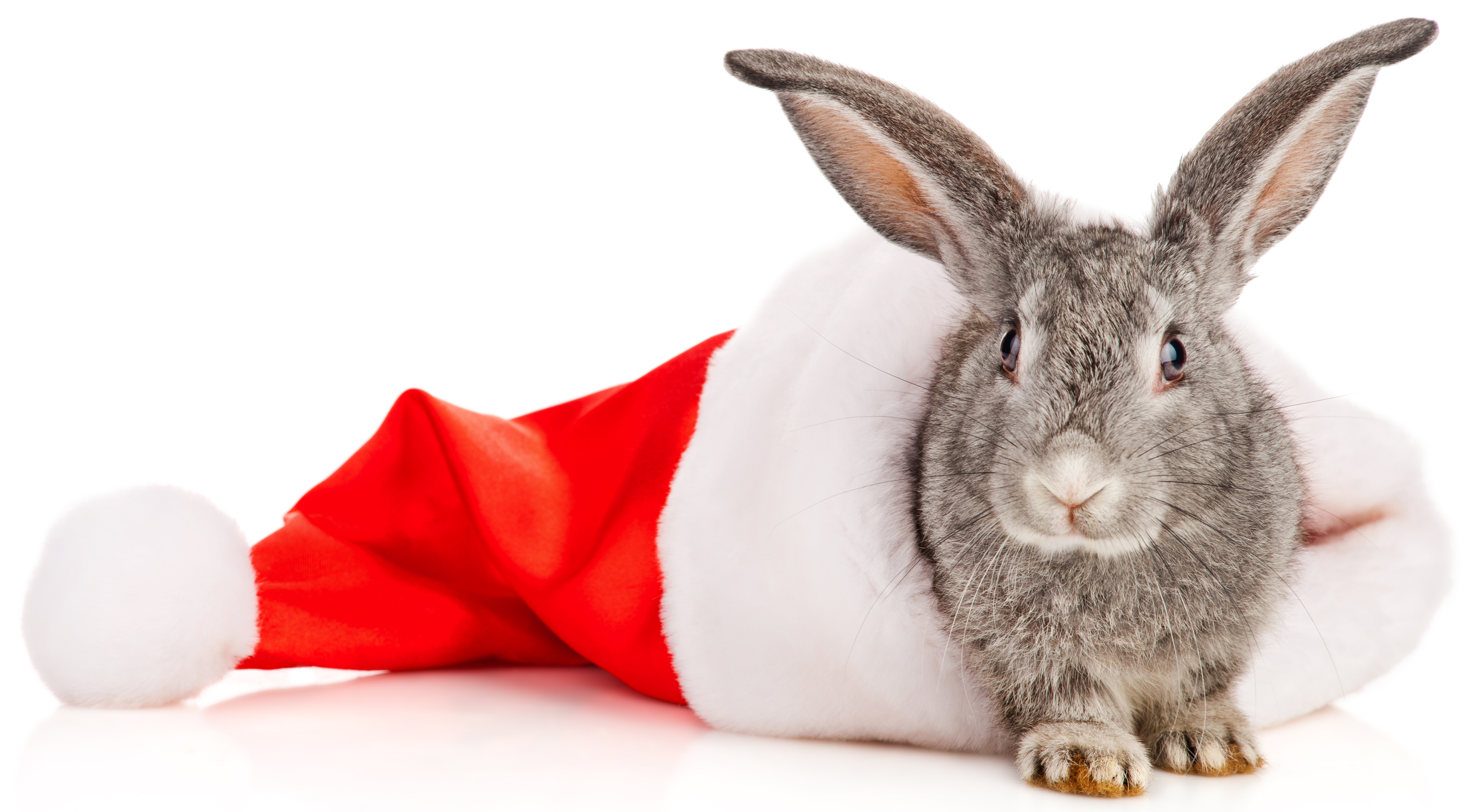 rabbit sitting in Santa hat