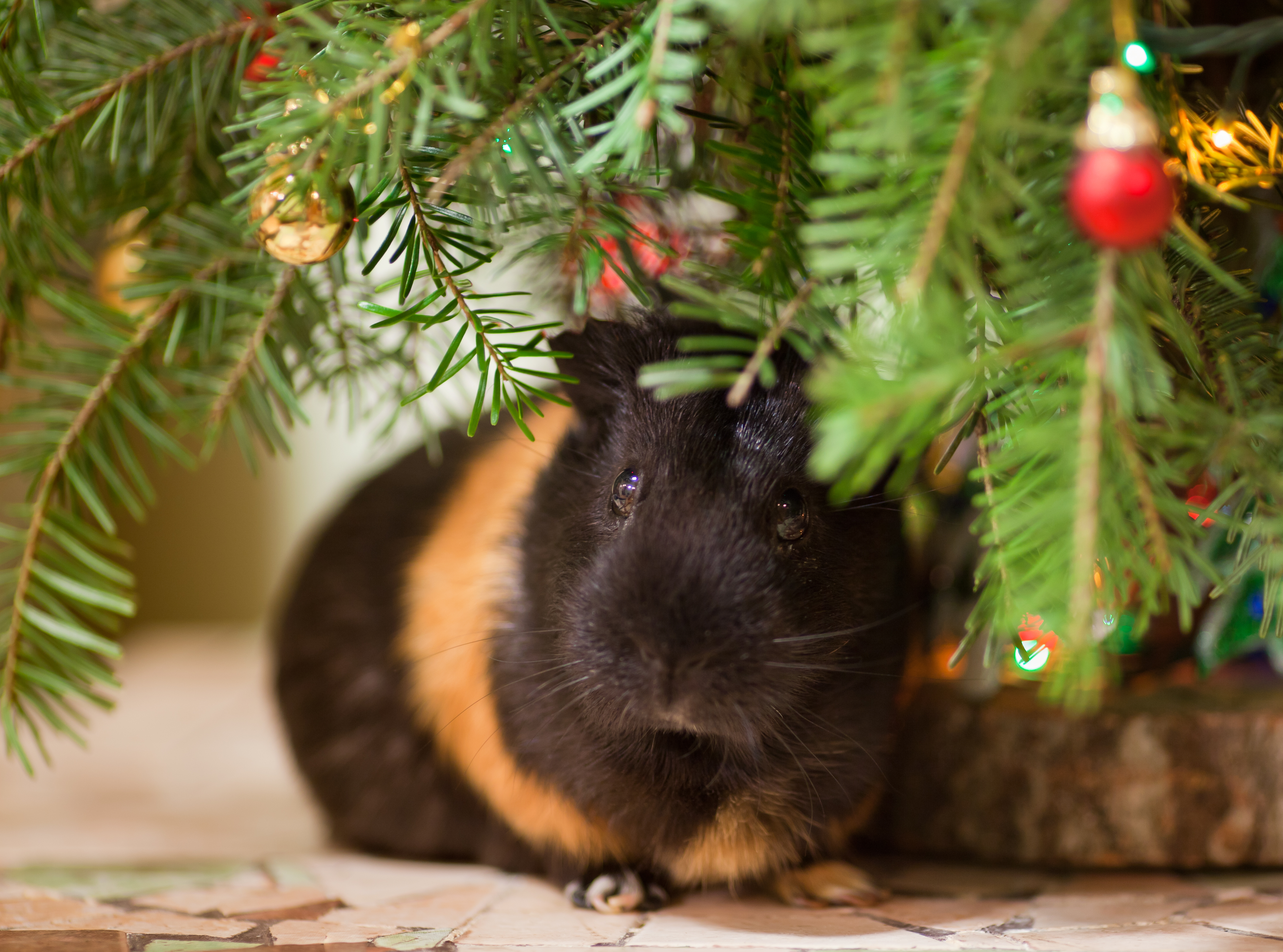 Guinea Pig under Christmas tree