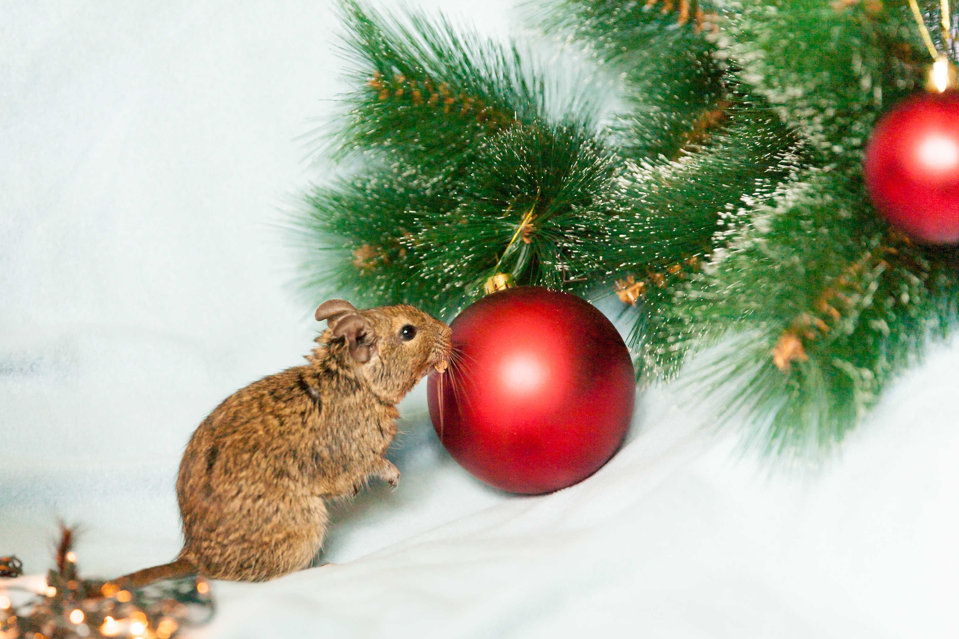rodent sniffing Christmas ornament
