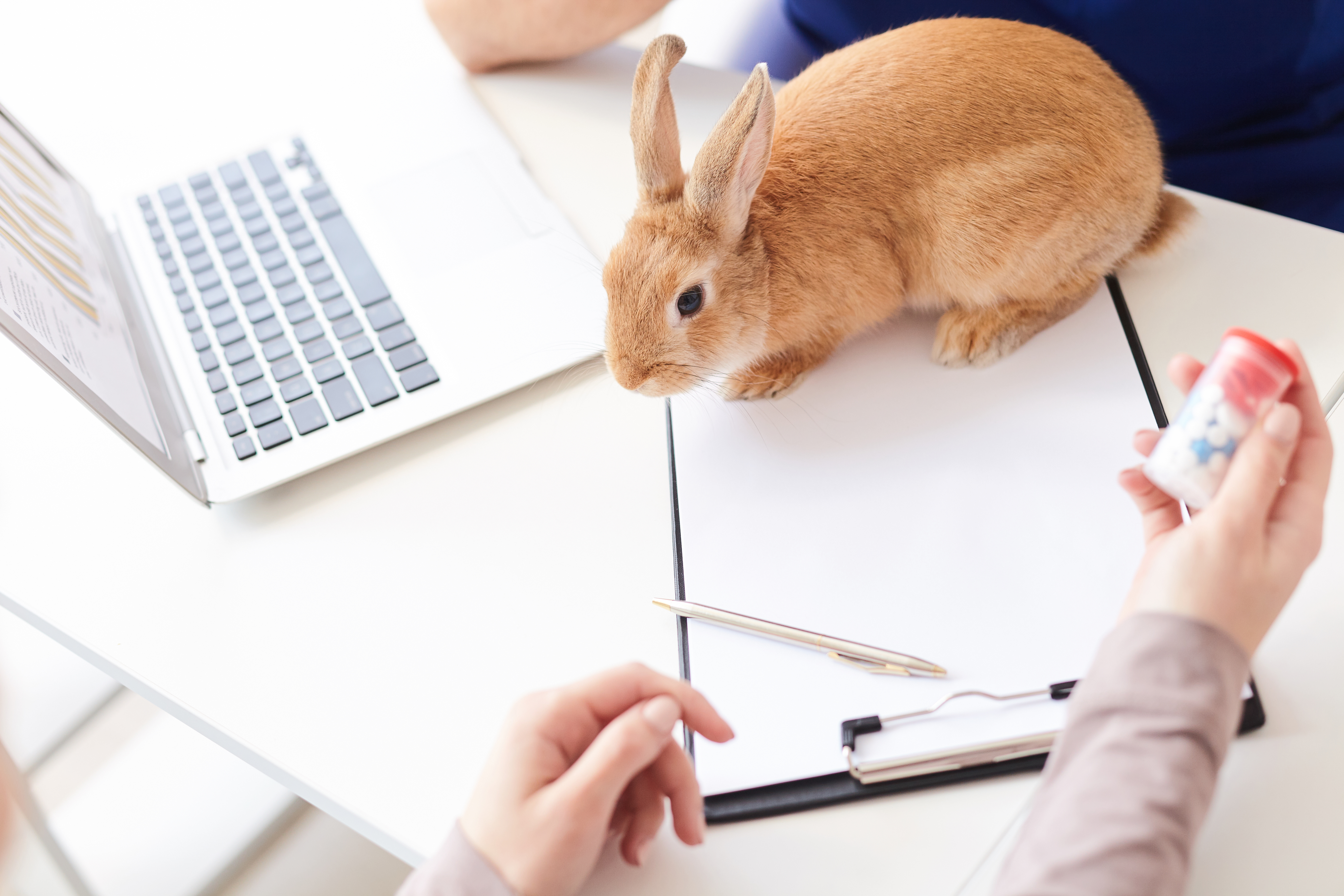 rabbit on desk by computer
