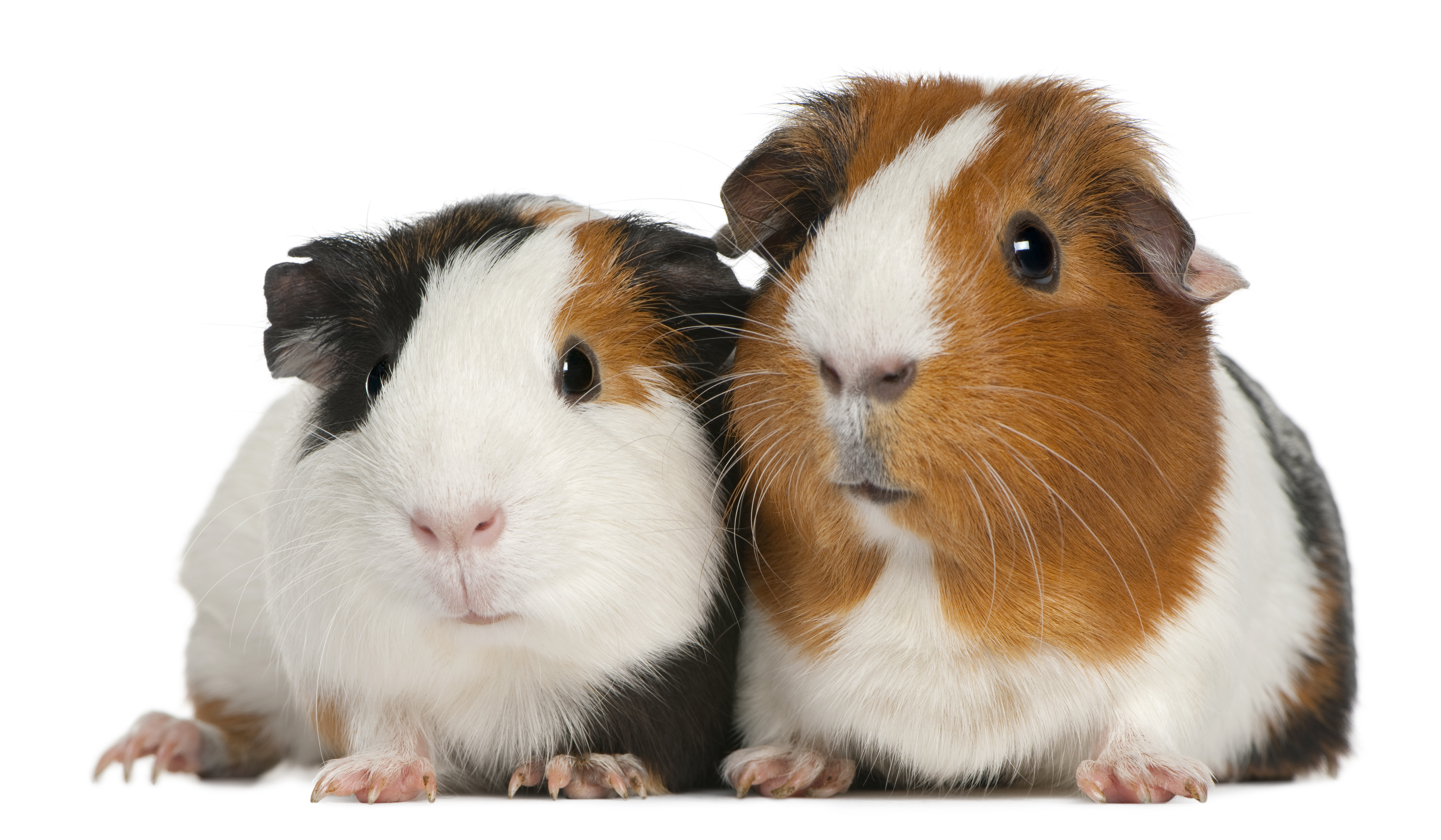 two Guinea Pigs