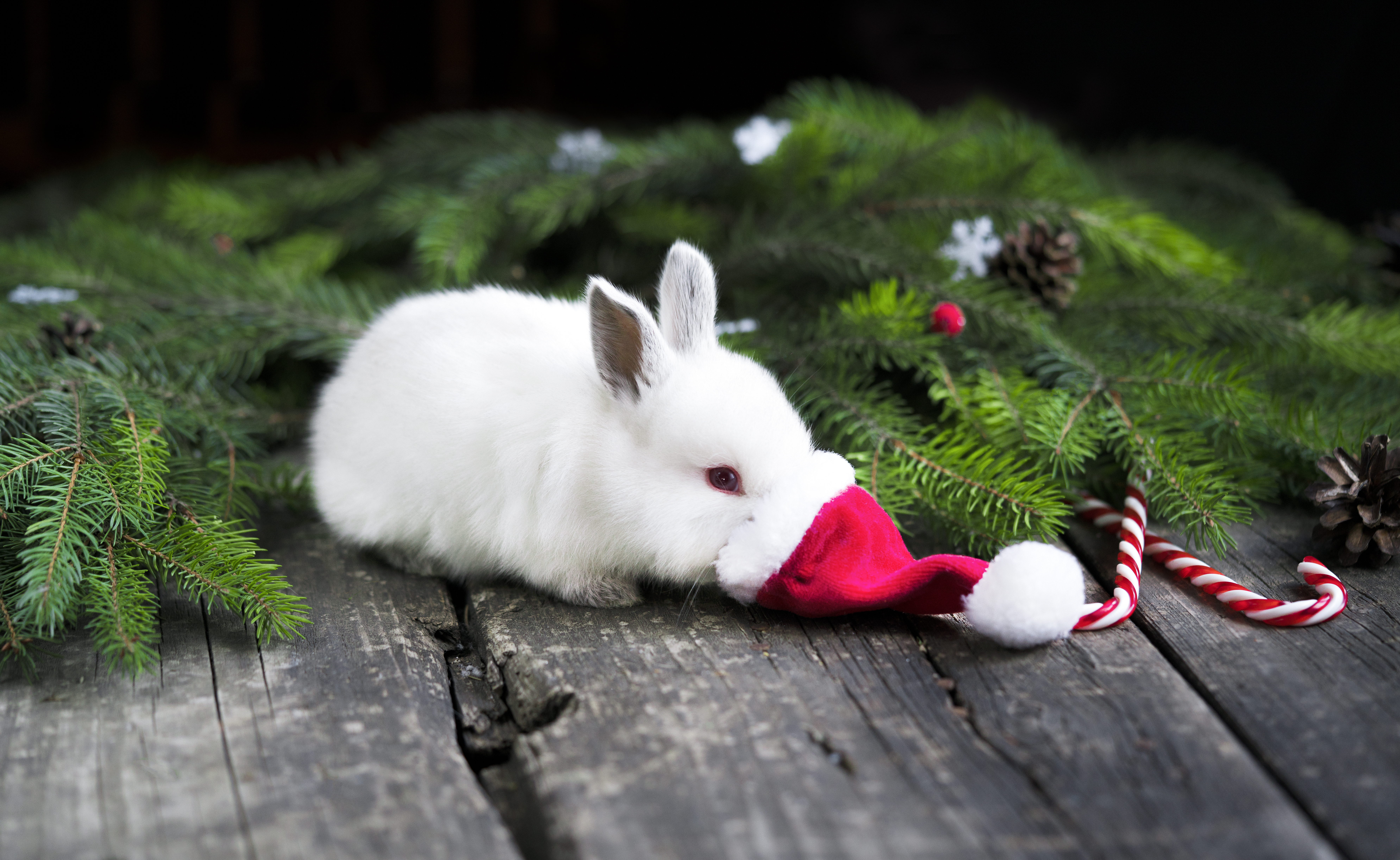 rabbit looking into Santa hat