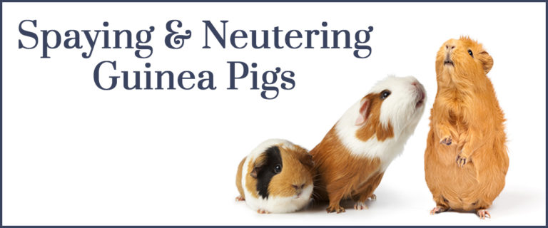 spay or neuter guinea pig
