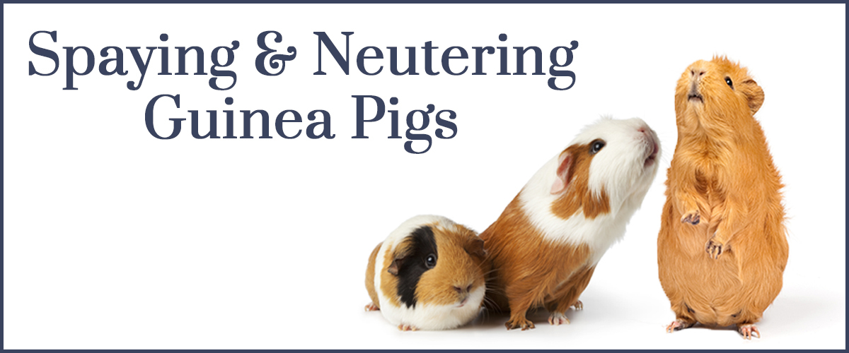 Spaying or Neutering Your Guinea Pig 