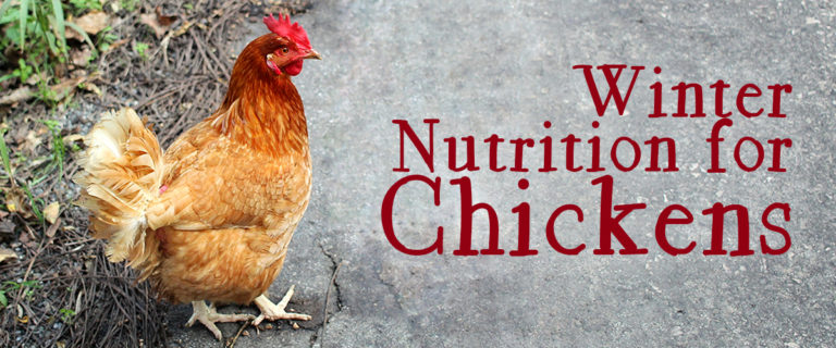 Tips on winter nutrition for chickens