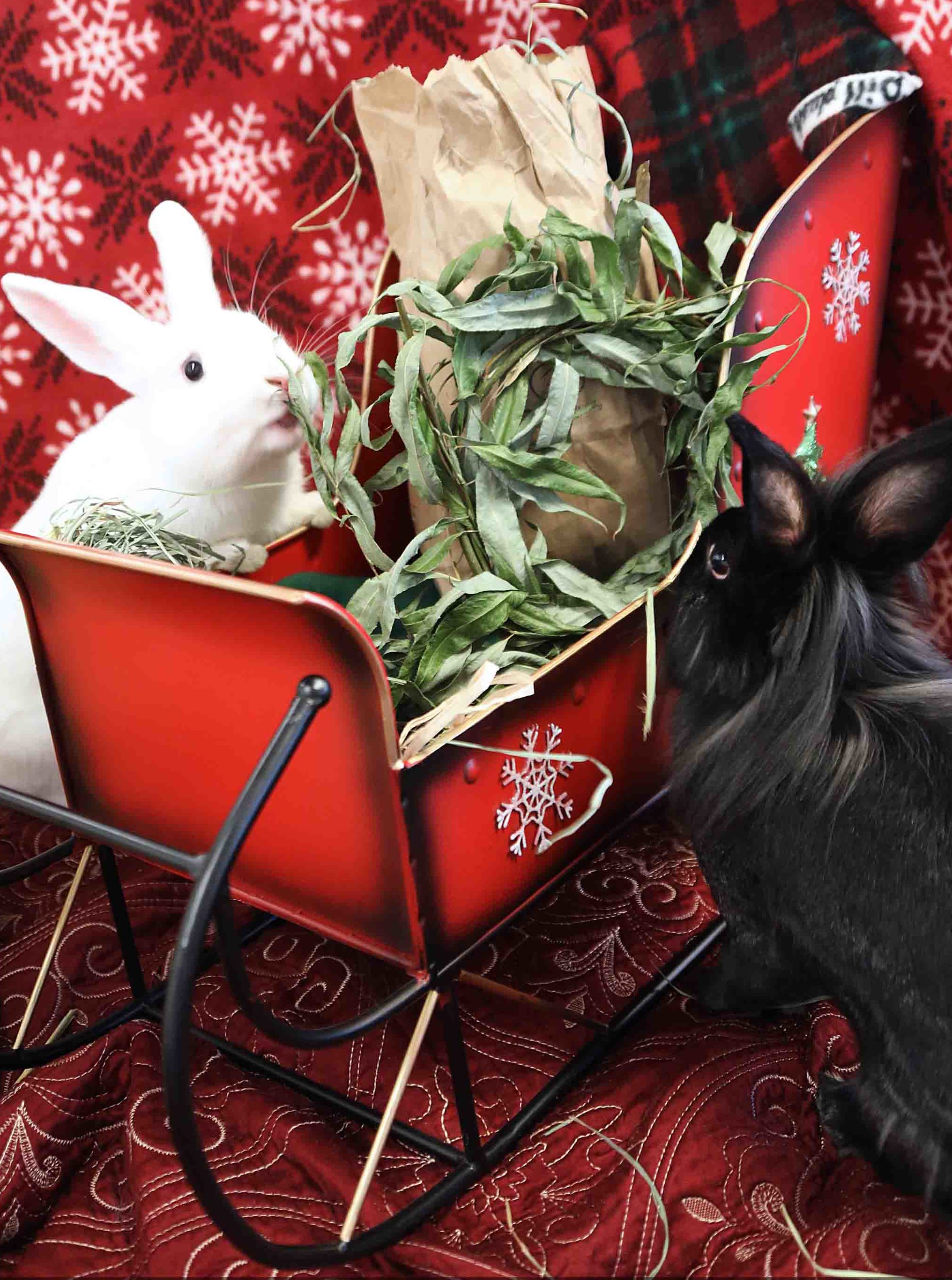 Coke and Roko at the Peninsula Humane Society eagerly check out Santa Bun's sleigh filled with gift bags and willow wreaths.