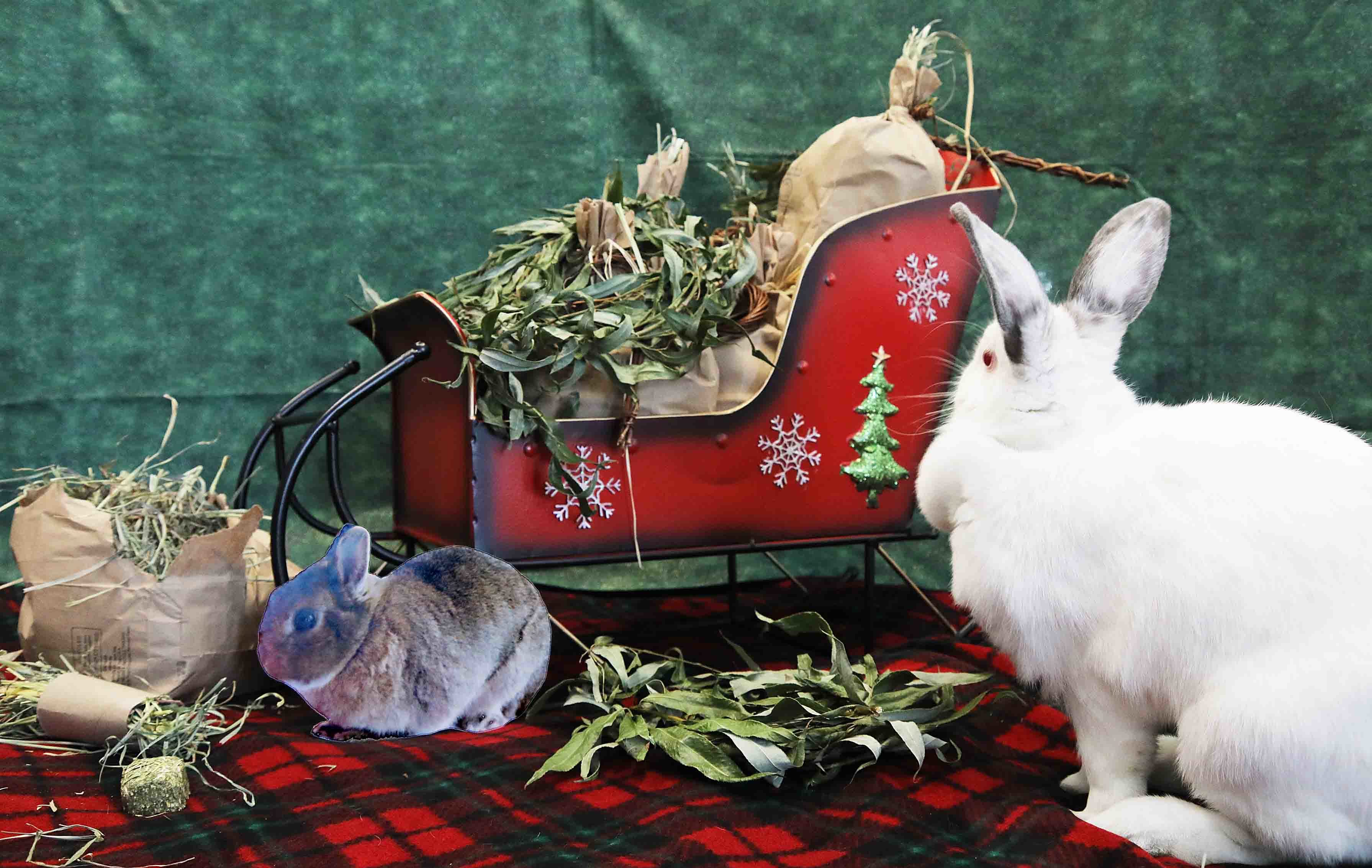Abigail helps Santa Bun deliver gift bags to the rabbits at the San Jose Animal Care Center.