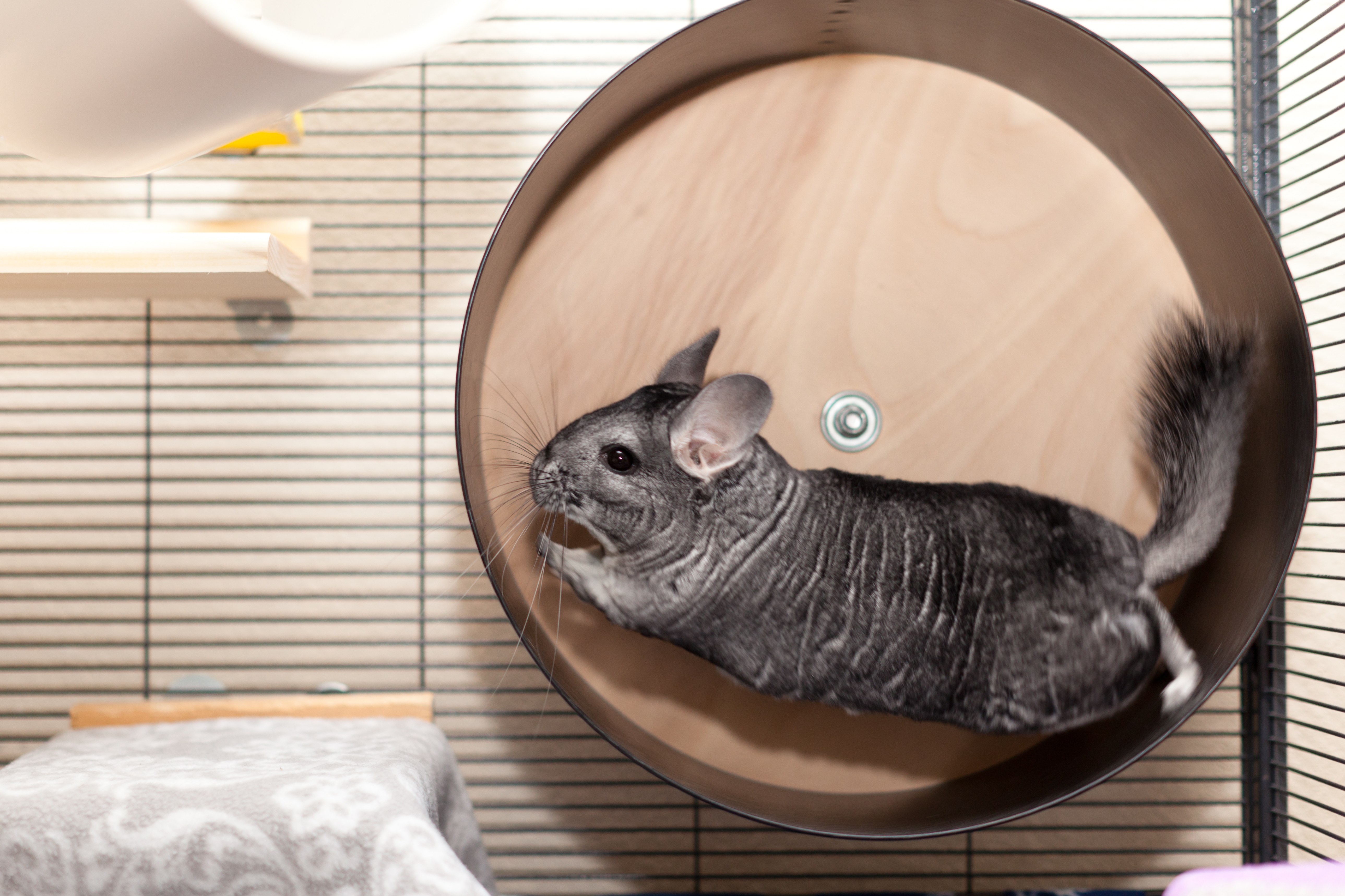 Chinchilla Boredom Breakers Keeping Yours Stimulated Small Pet Select,How Long To Cook Meatloaf