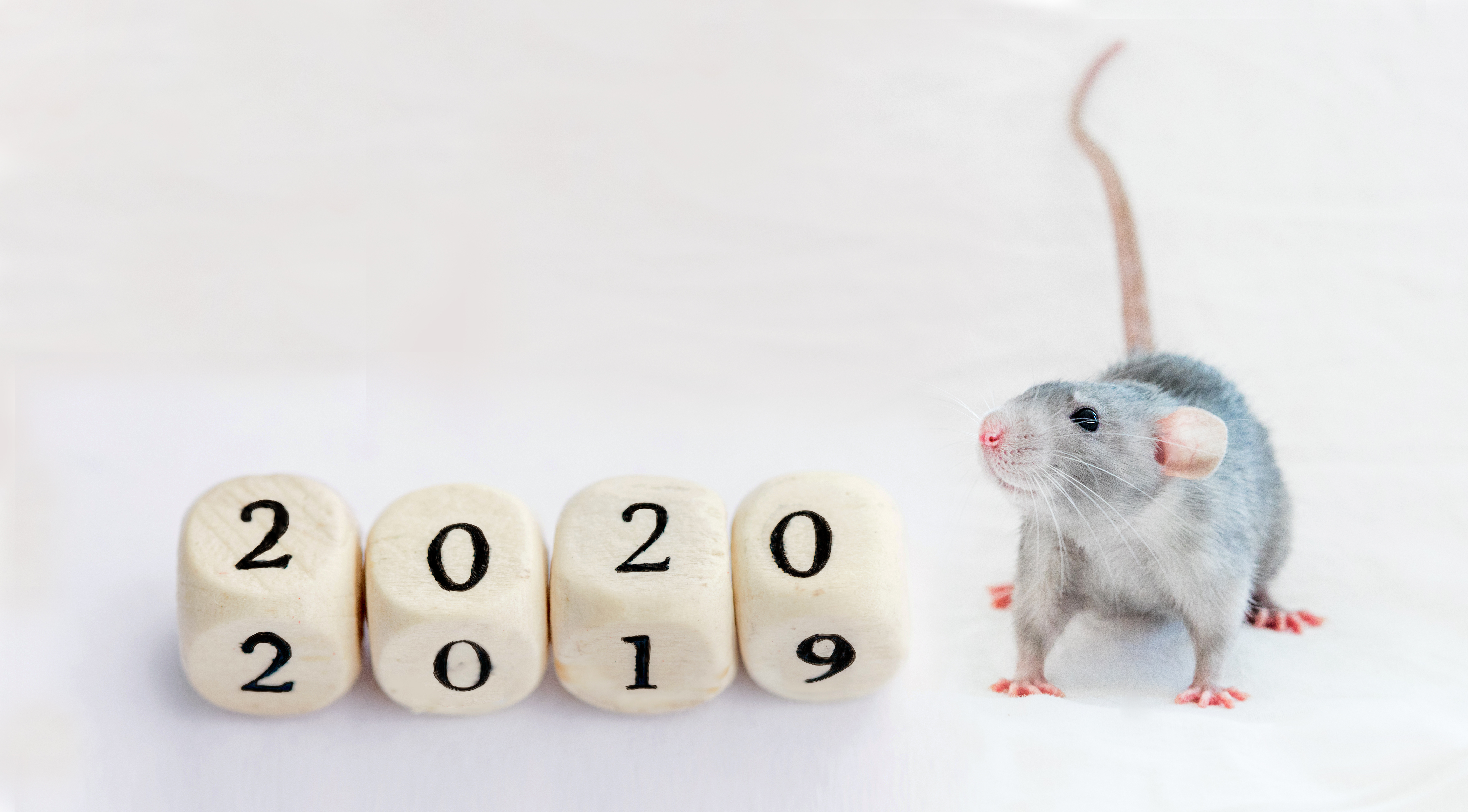 mouse by 2020 sign
