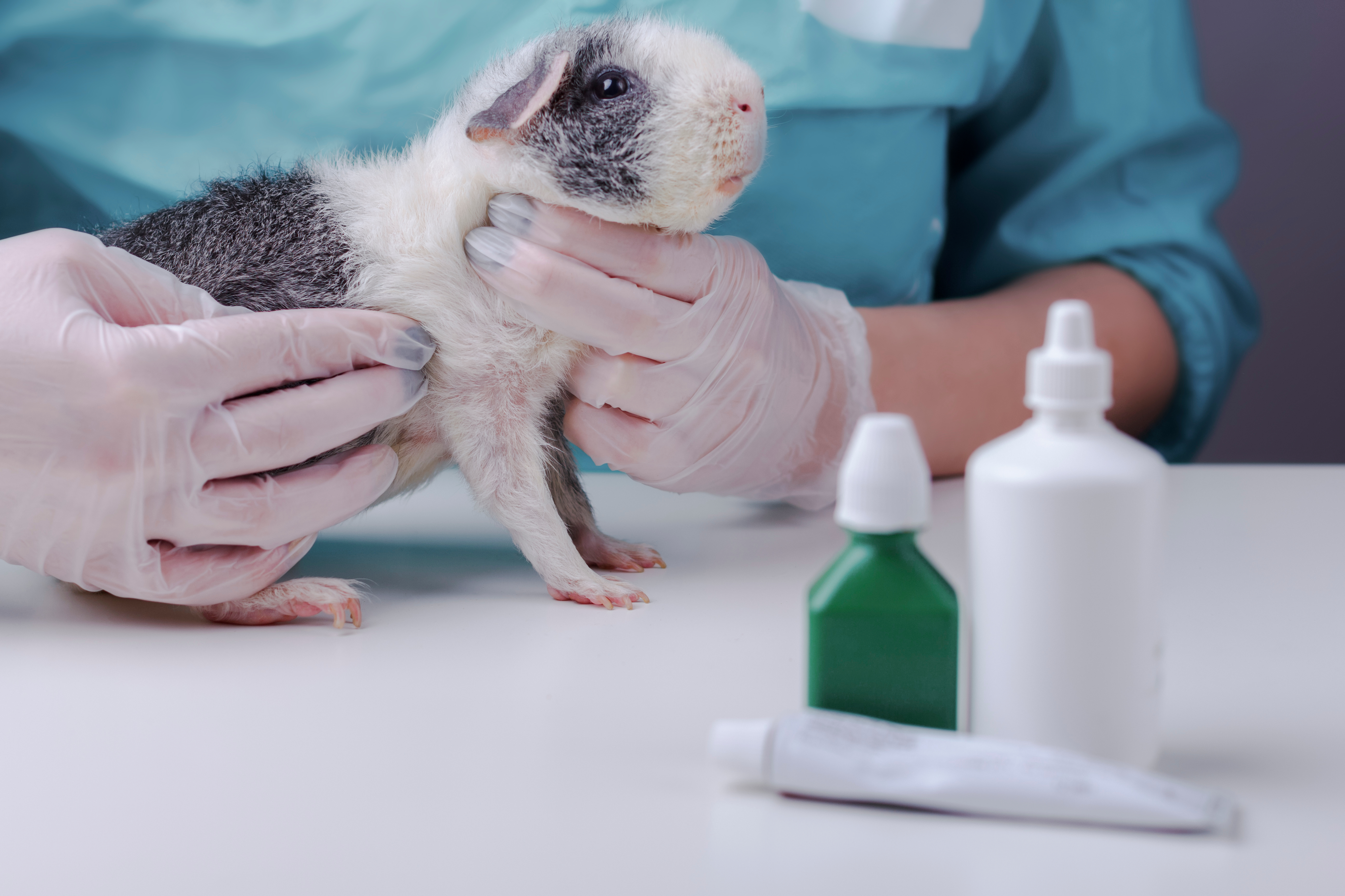 Guinea Pig getting checked by veterinarian