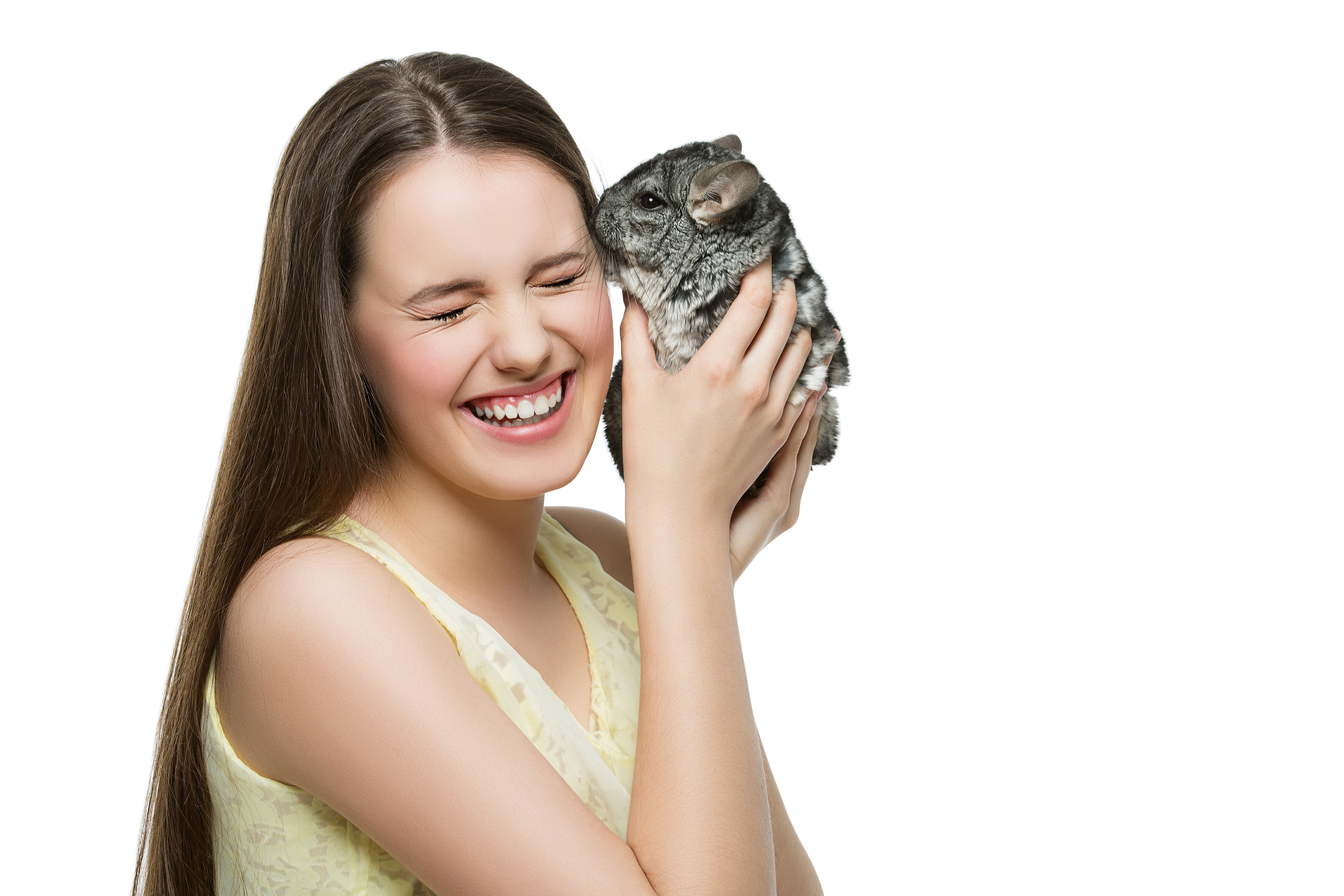 chinchilla kissing girl chinchilla kissing girl