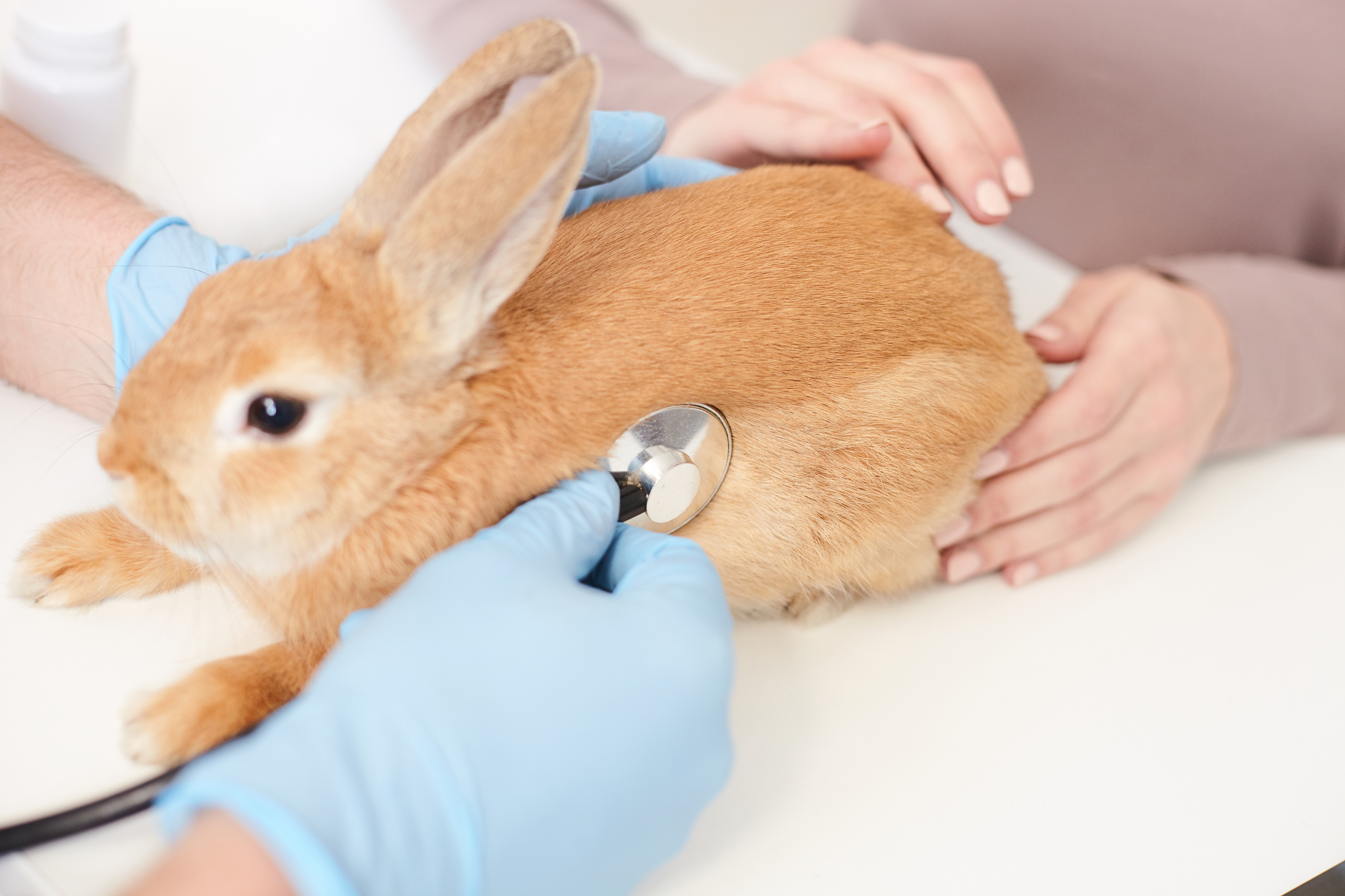 rabbit being checked by vet