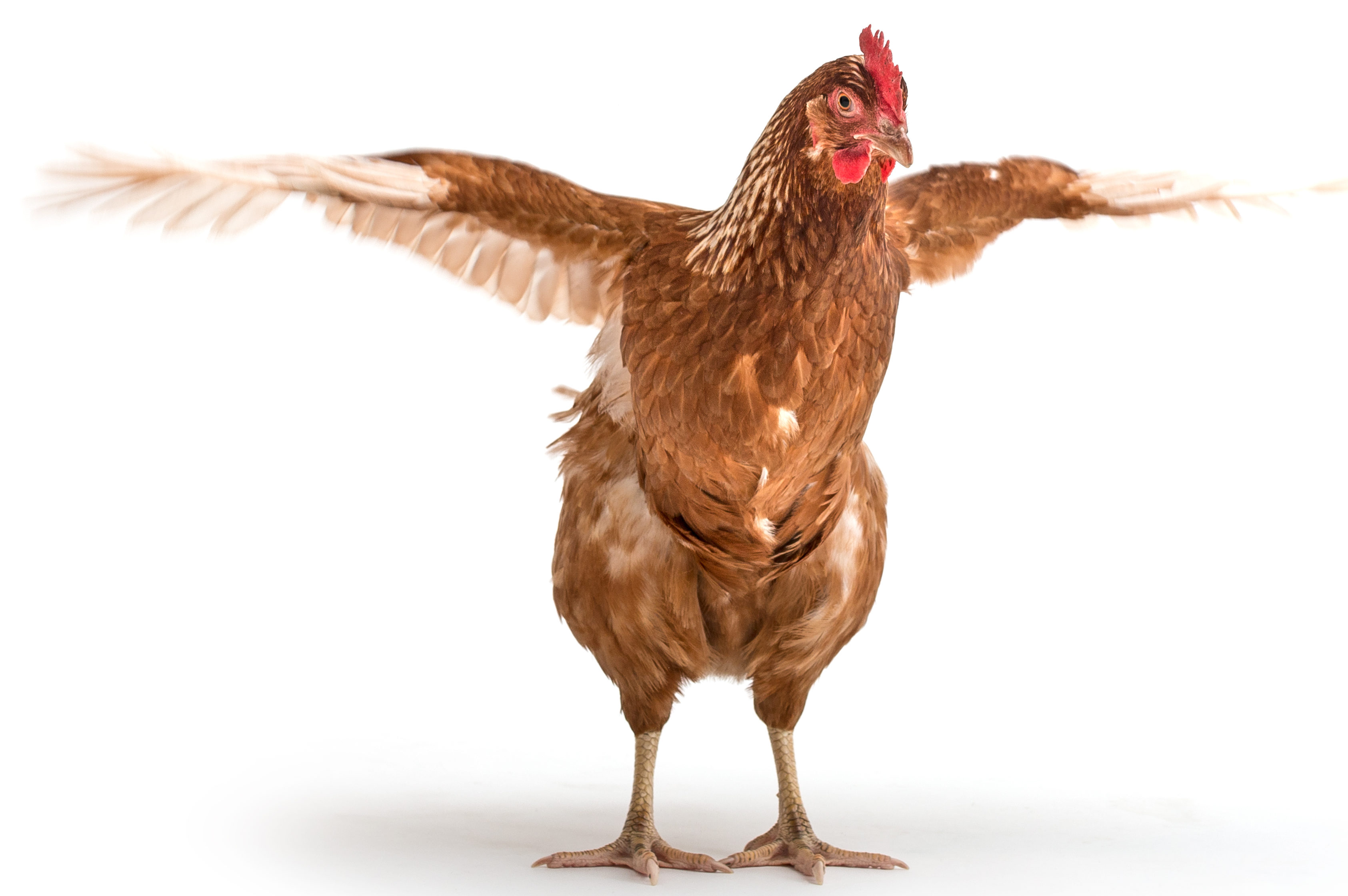 Does a Chicken Anatomy Differ From Other Animals? | Small Pet Select