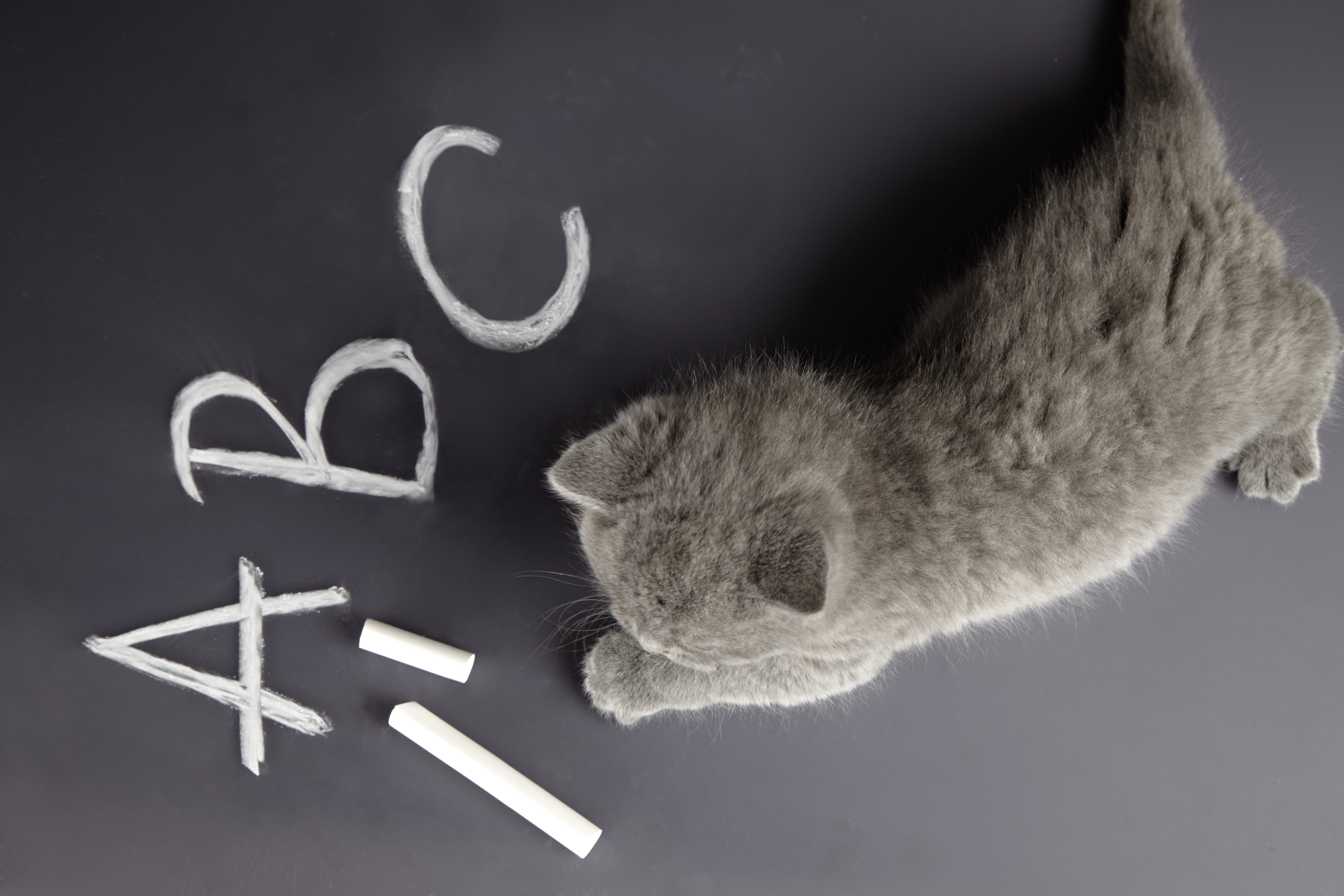 grey kitten on chalkboard with letters "ABC"