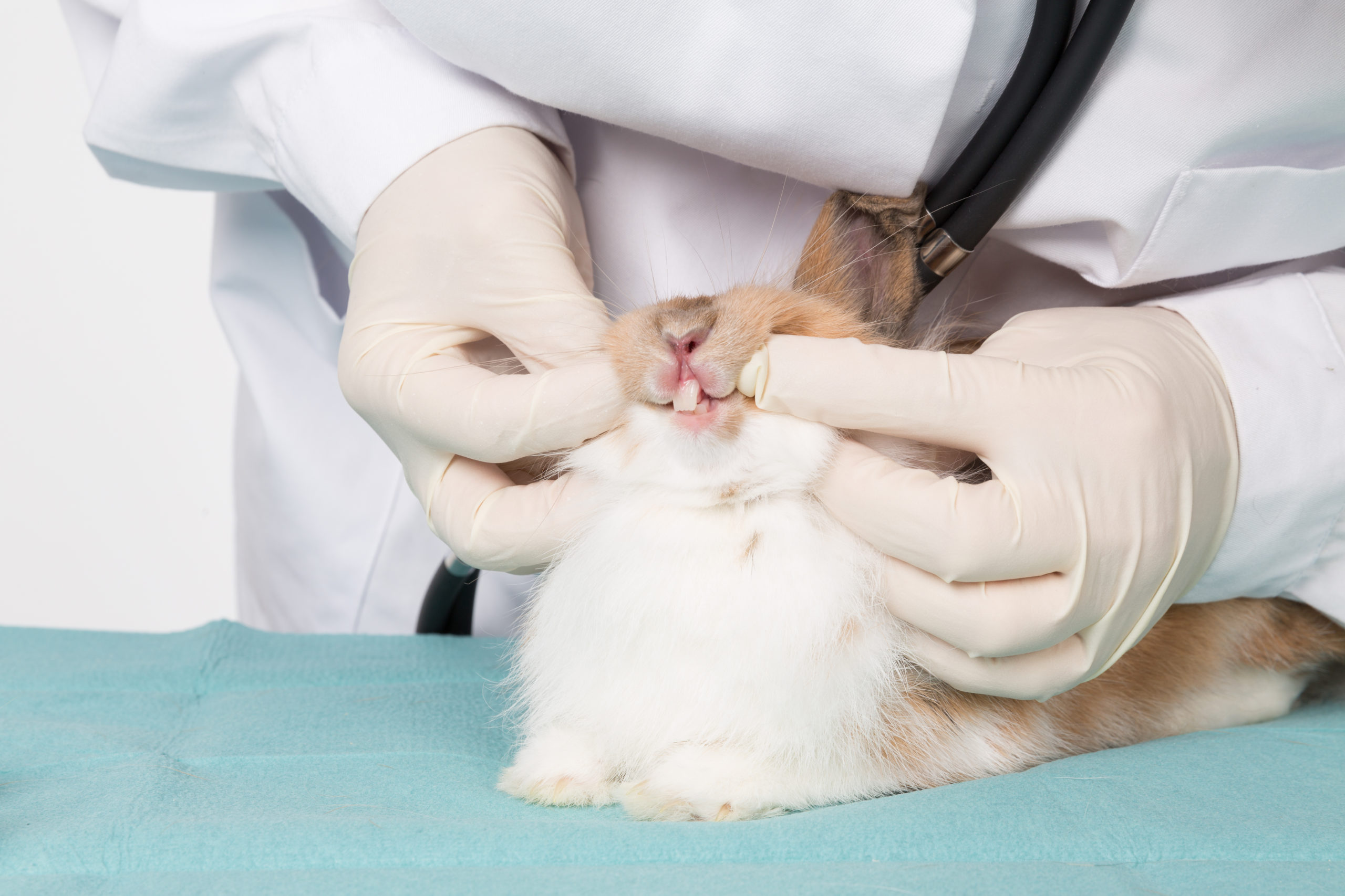 vet checking rabbit teeth