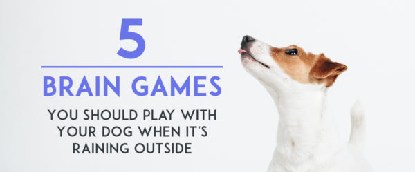 ideas for rainy day dog games