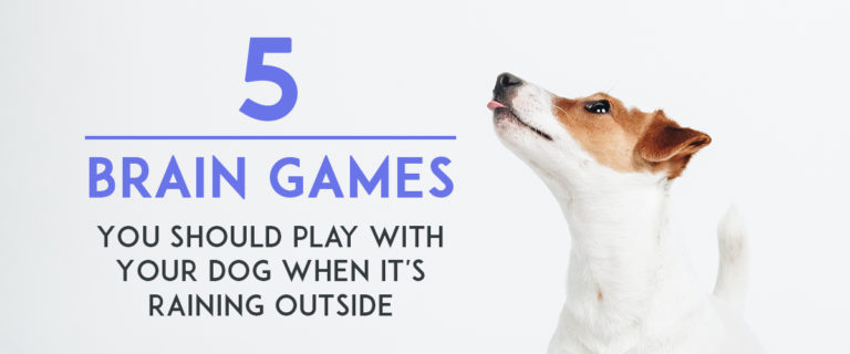ideas for rainy day dog games