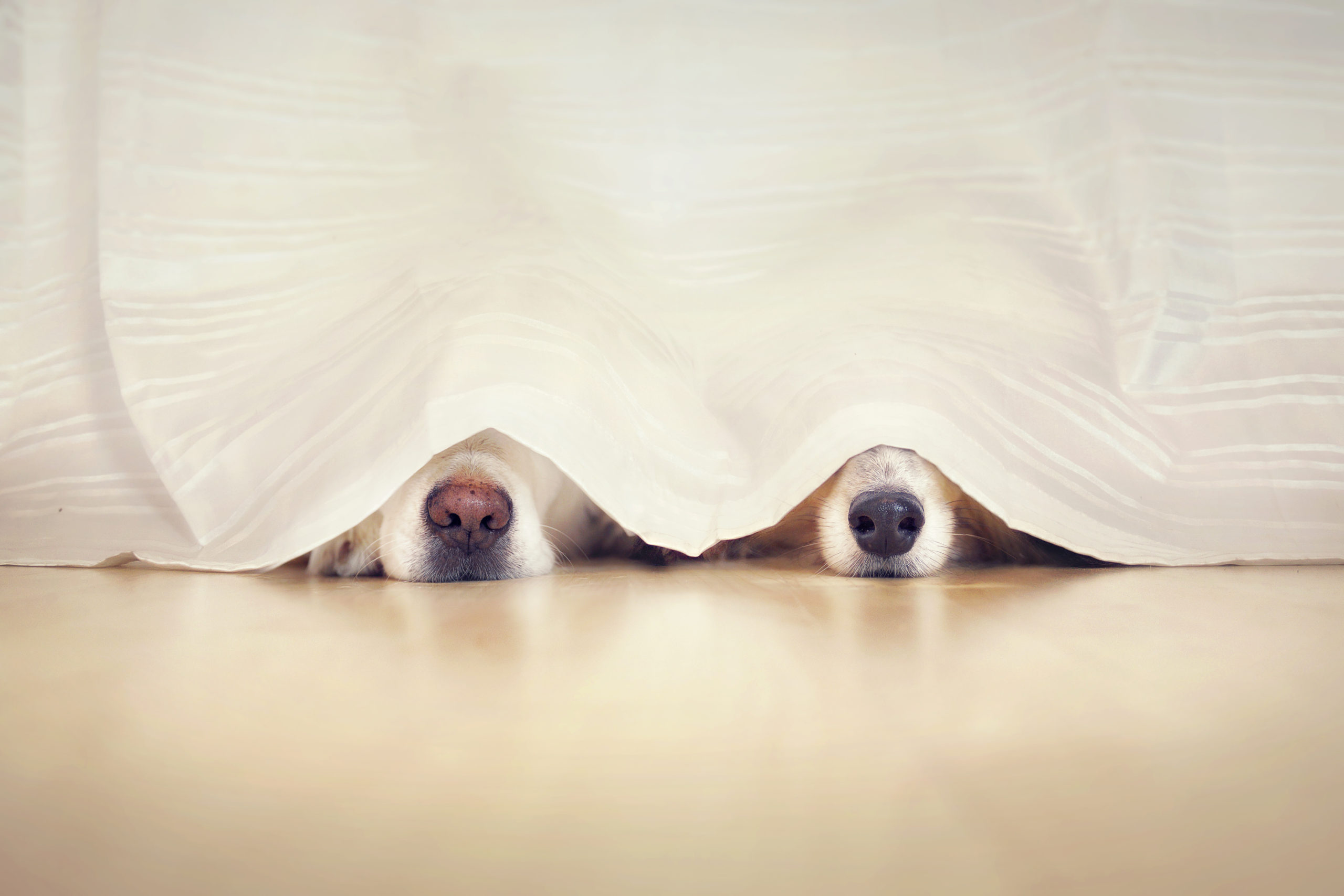 two dogs hiding under bed