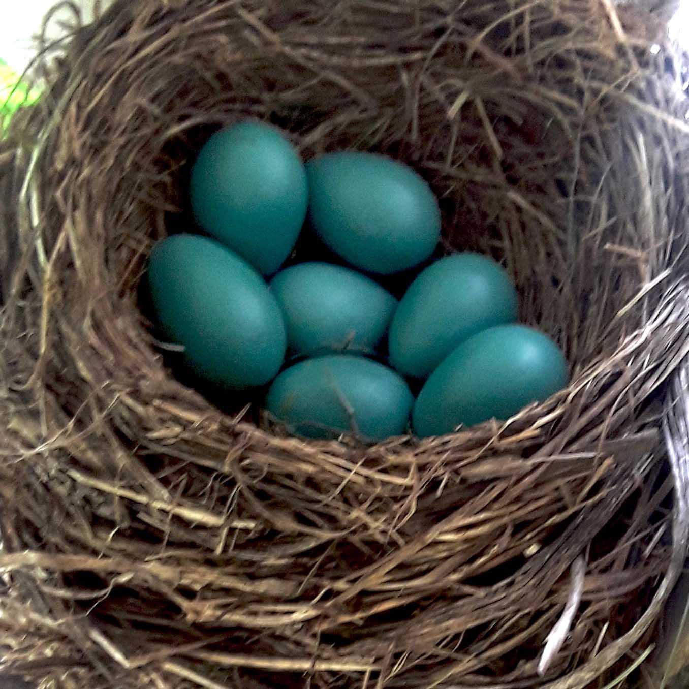 seven blue eggs in nest