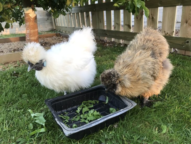 Silkie Breed Basics Just The Facts Small Pet Select