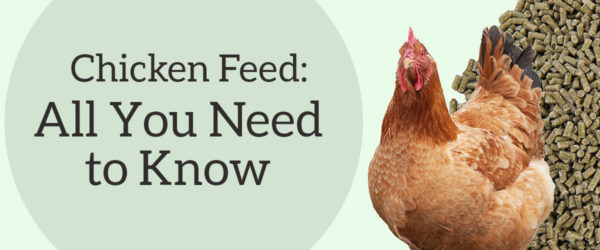 Chicken Feed: All you need to know