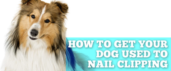 Get your dog used to nail clipping