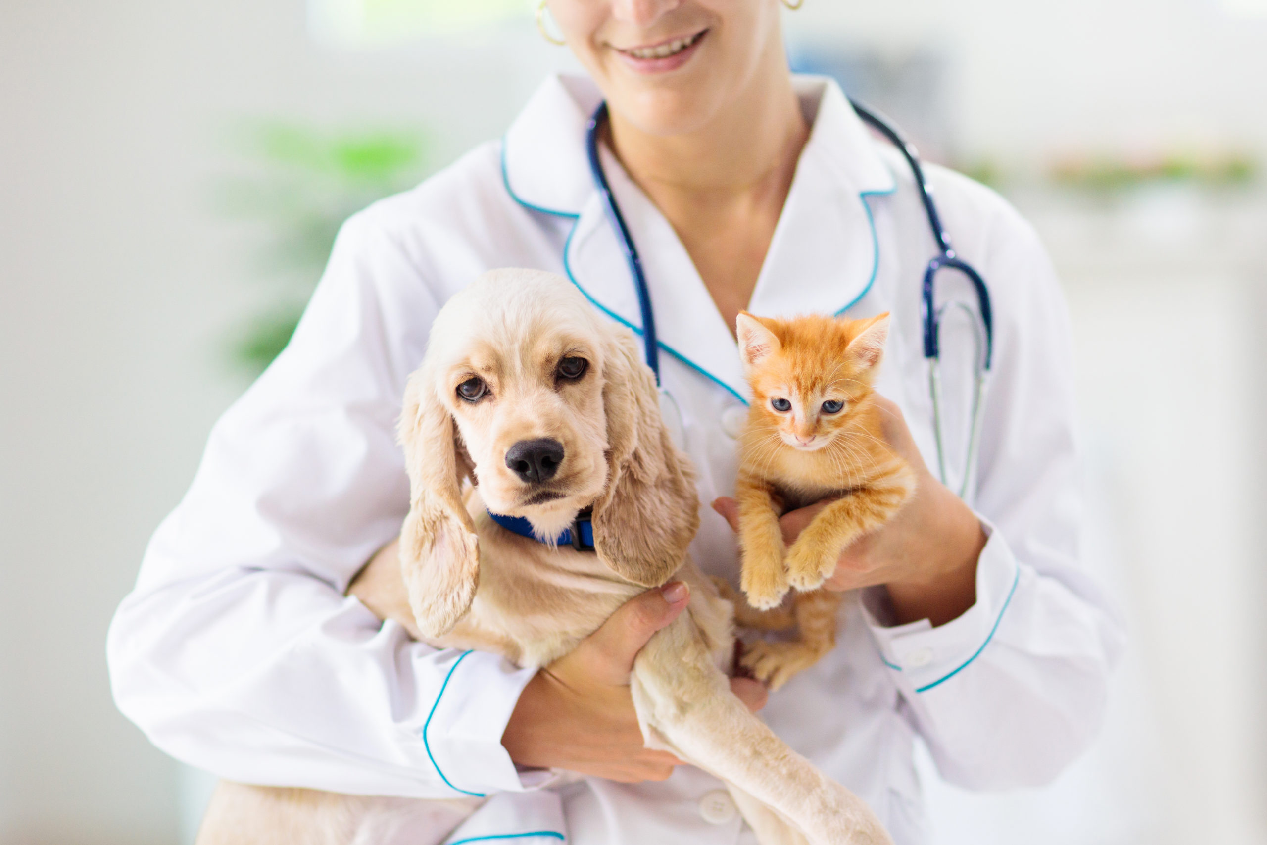 Cat and Dog with Veterinarian