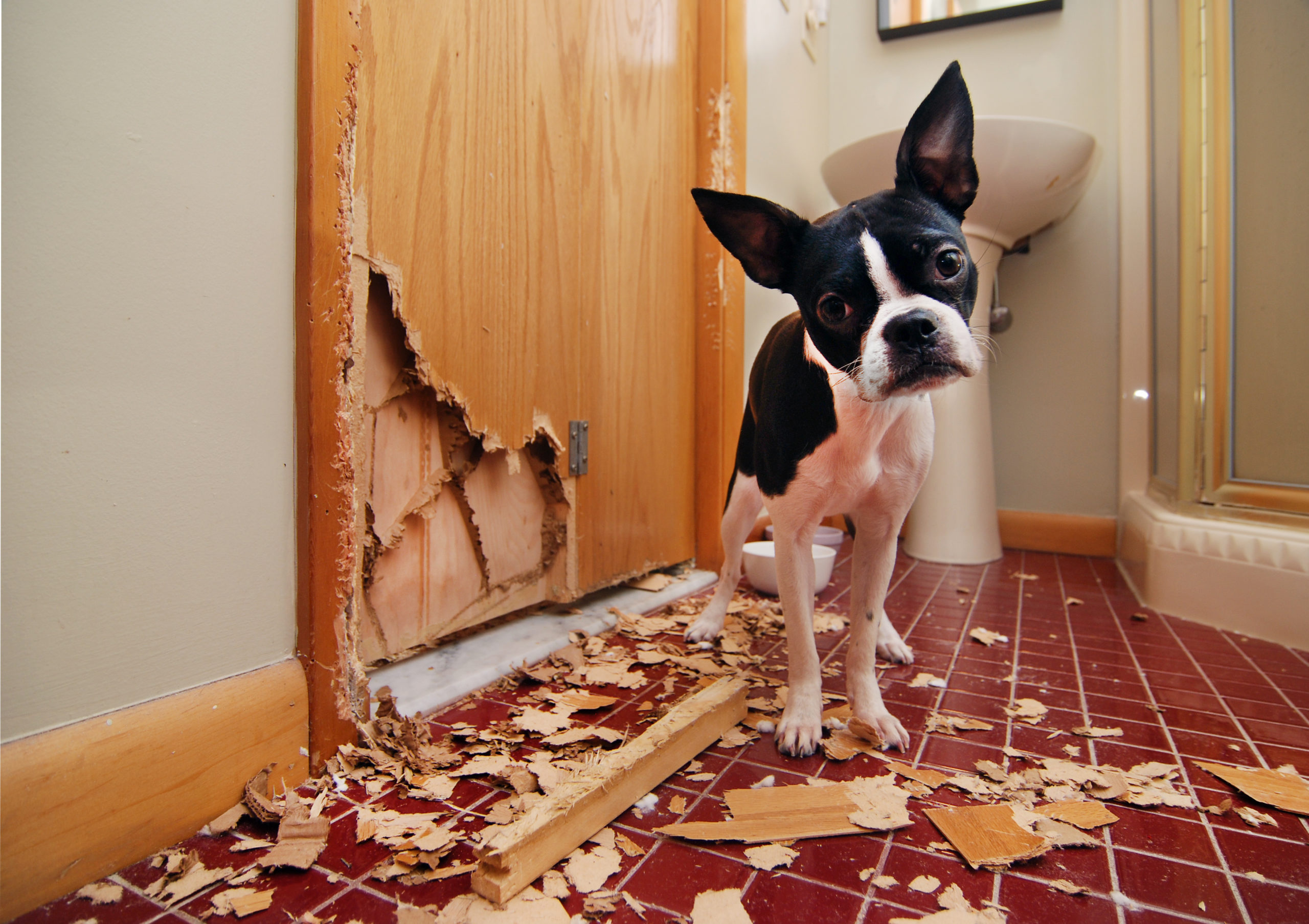 How to keep your security deposit with a pet