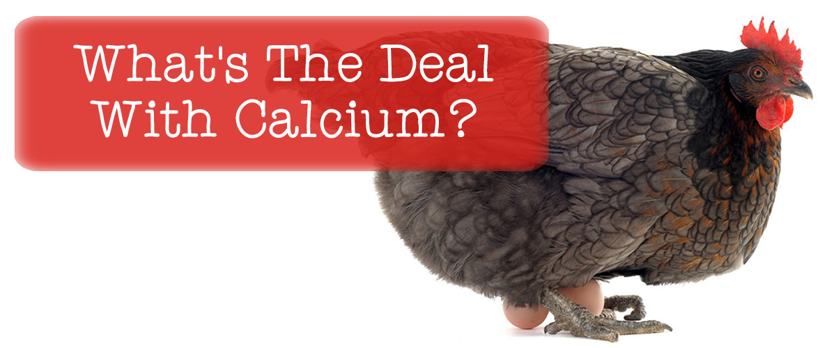 Chickens What's the Deal With Calcium? Small Pet Select