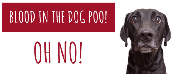 Blood in the dog's poo