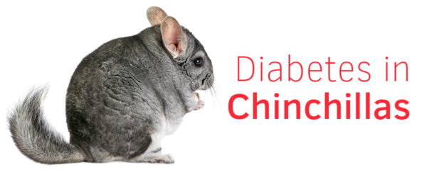 diabetes in chinchillas