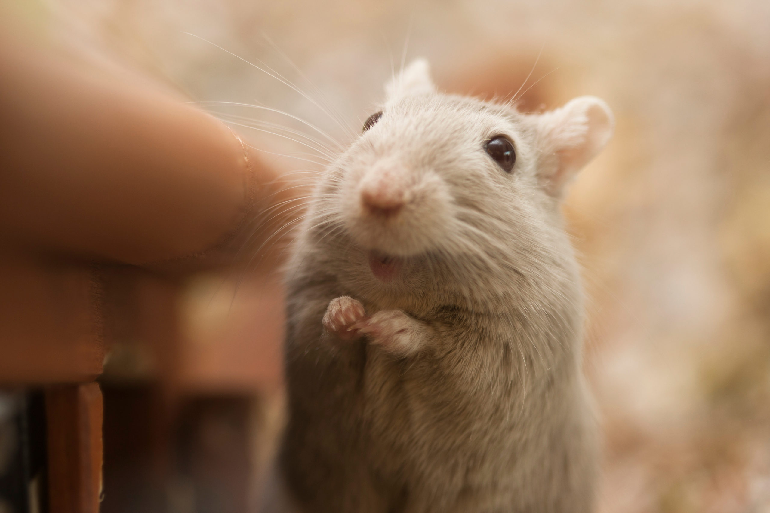happy gerbil happy gerbil