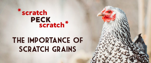 the importance of chicken scratch grains