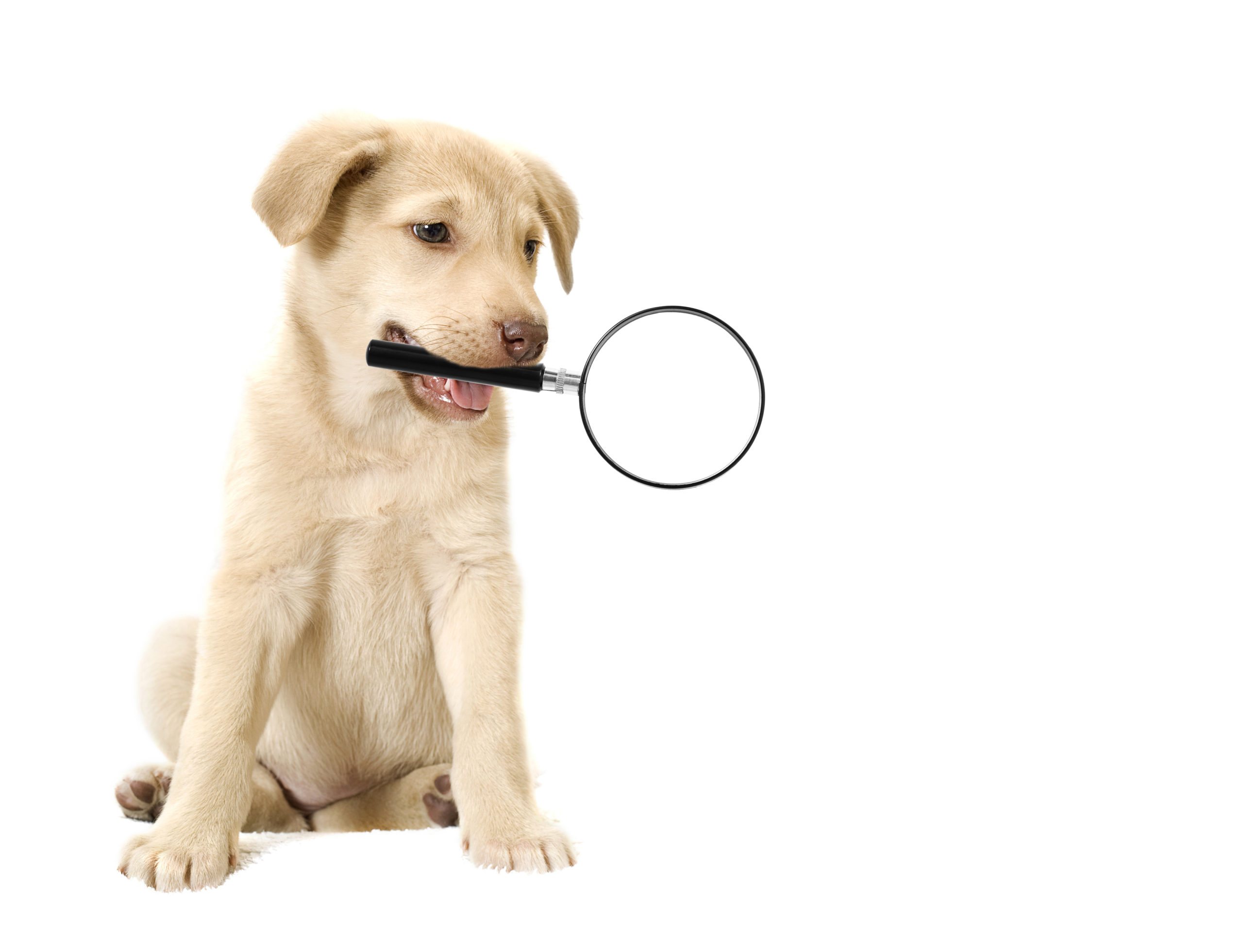 puppy with magnifying glass