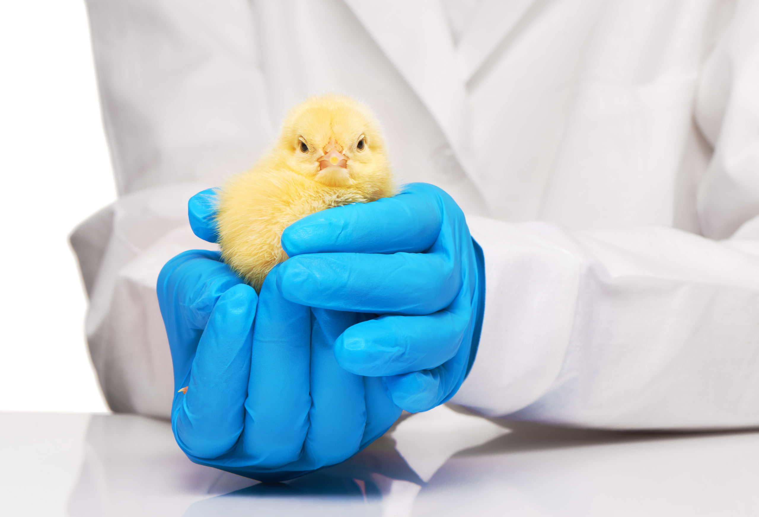 chick and his vet