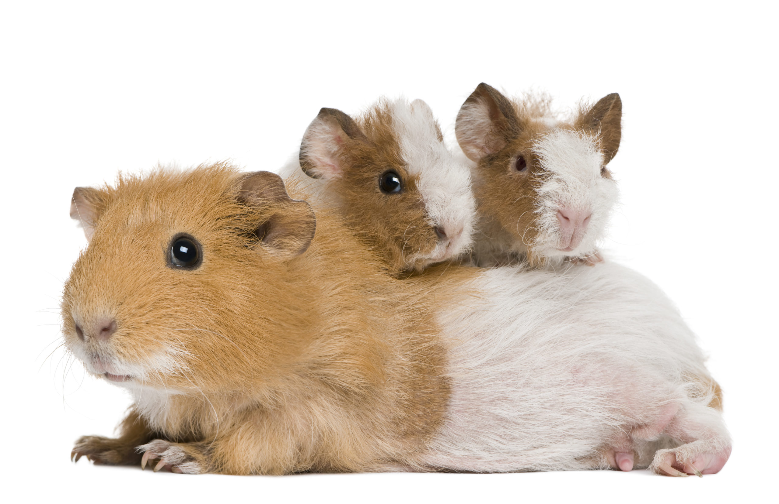 mother guinea pig with baby Guinea Pigs