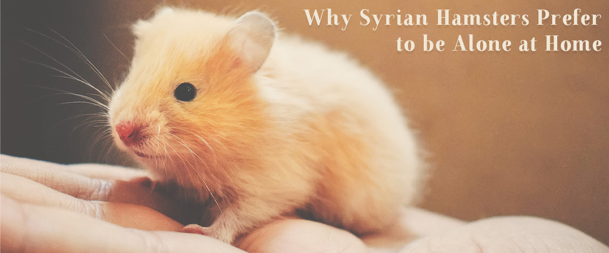 Why Do Syrian Hamsters Prefer to be Home Alone? Small Pet Select