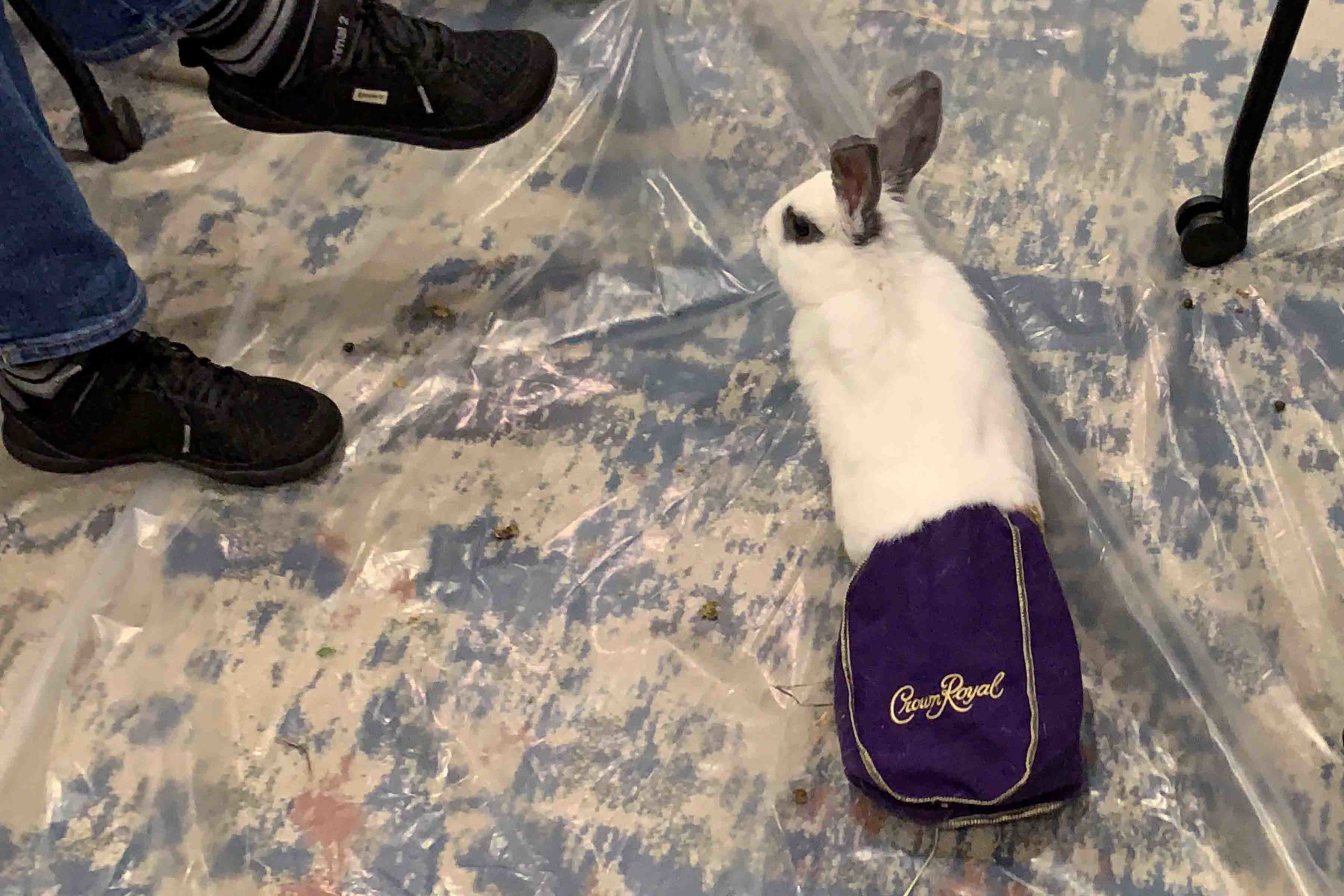 Jack In The Bag can zip across the floor as fast as any bunny. Being disabled doesn't slow him down.