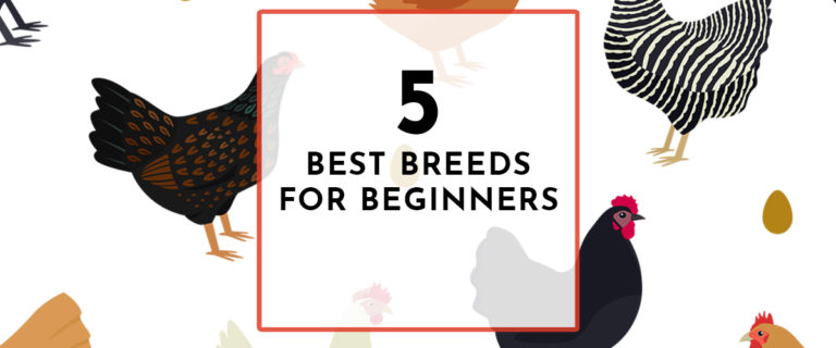 best breeds for beginners