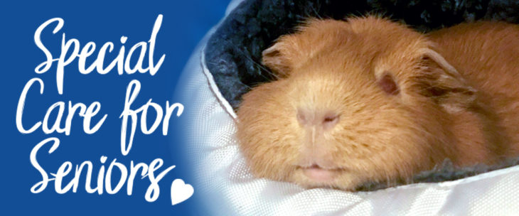 Image showcasing Caring for Your Senior Guinea Pig | Small Pet Select