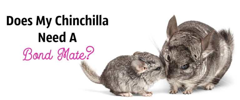 two chinchillas together