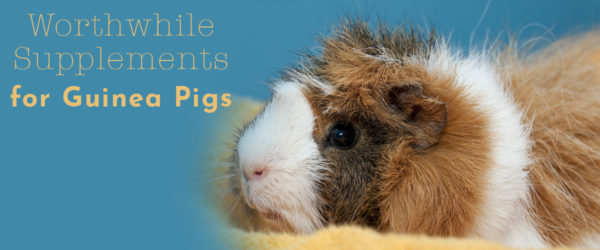 Worthwhile supplements for guinea pigs