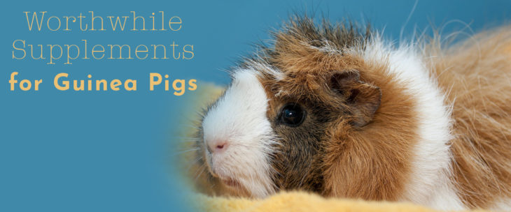 Image showcasing Guinea Pig Supplements? Which are the Best? | Small Pet Select