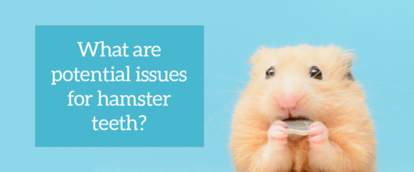 Hamster teeth problems