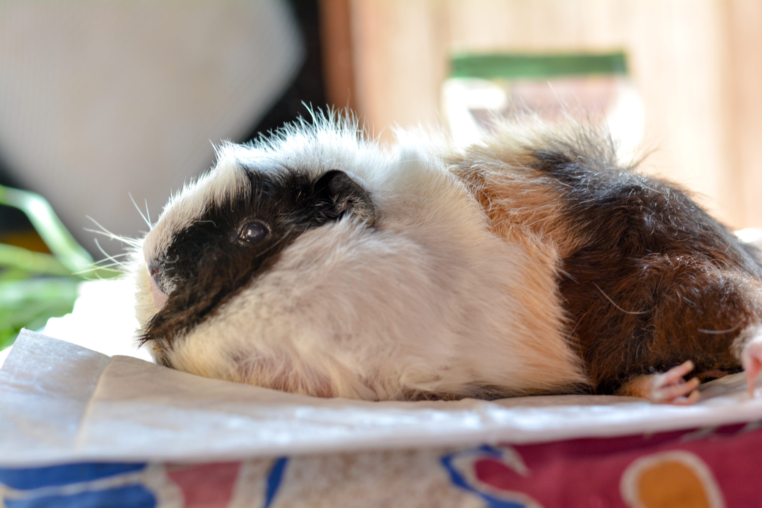 Guinea pig arthritis clearance treatment