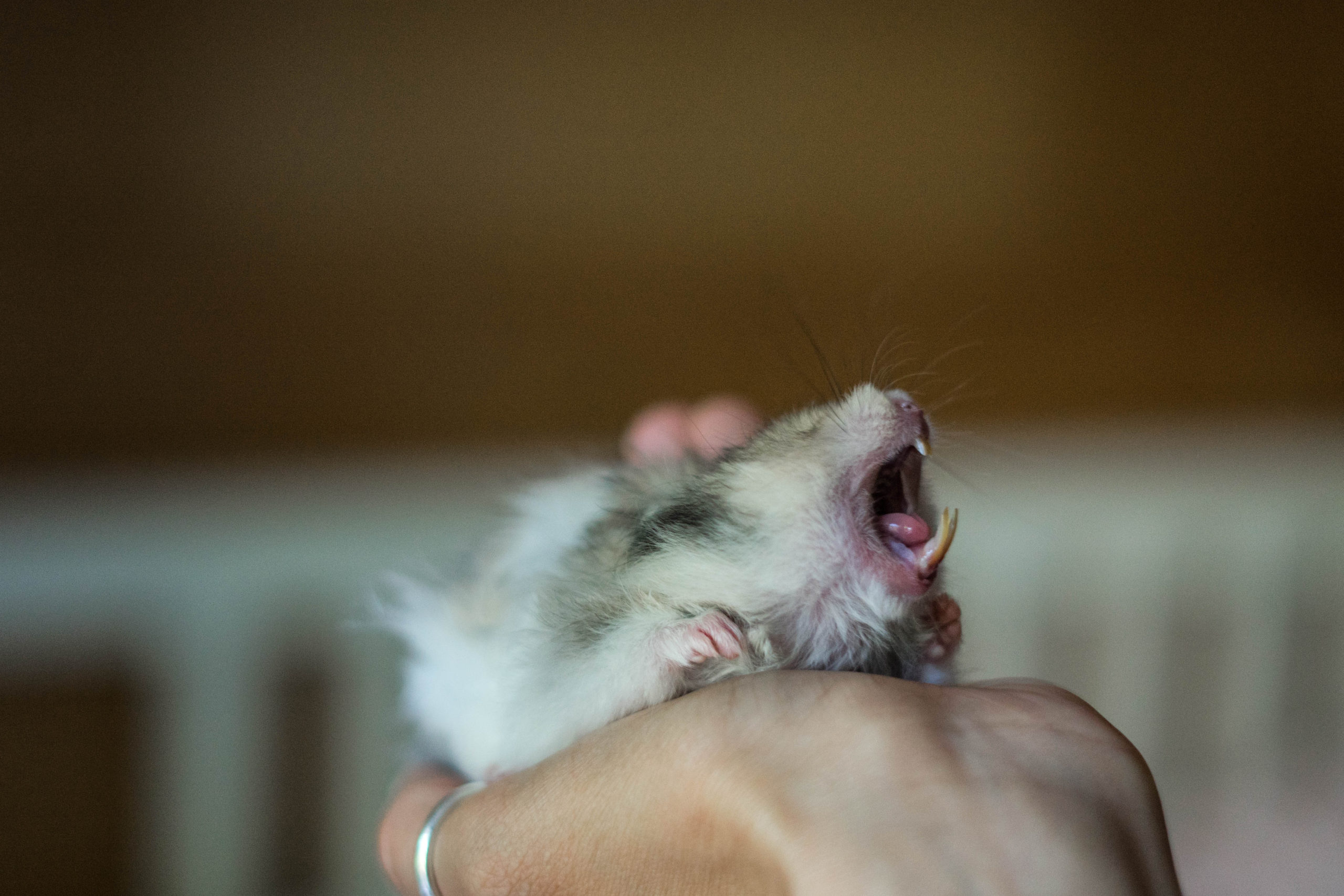 3. The Dangers of Neglecting Your Hamster's Dental Health