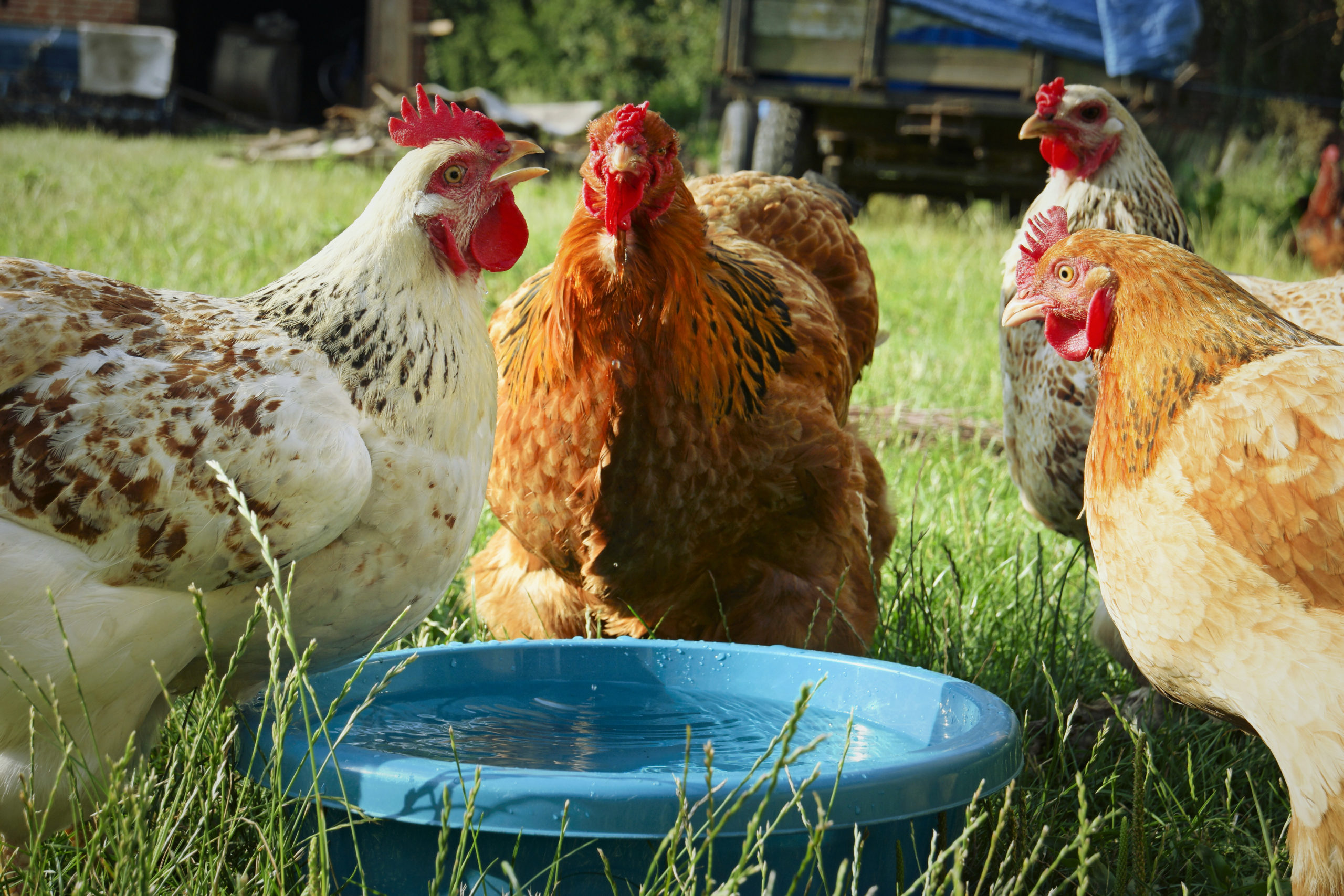 three chickens standing near a small pool