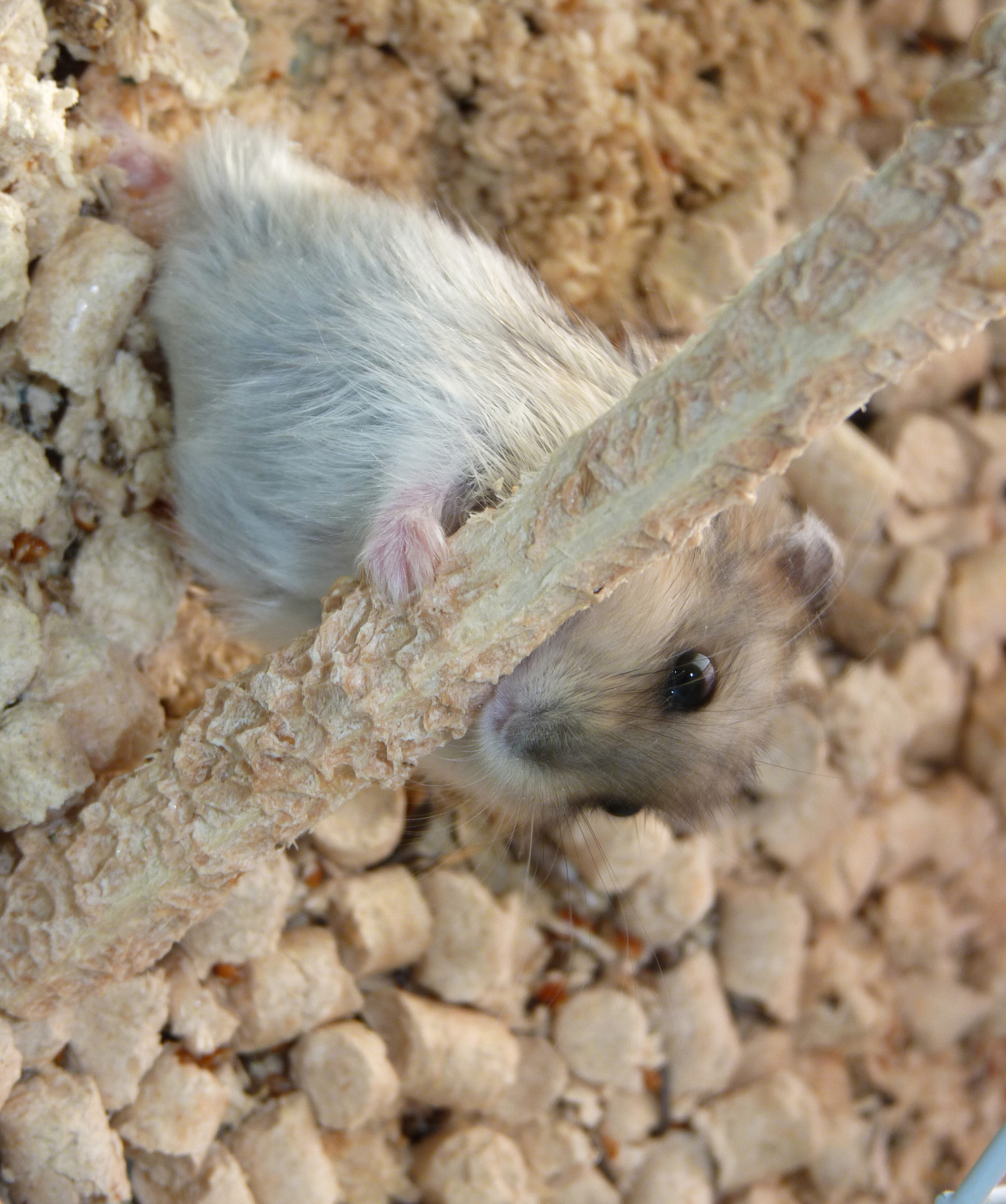 Picture of a hamster chewing on a stick