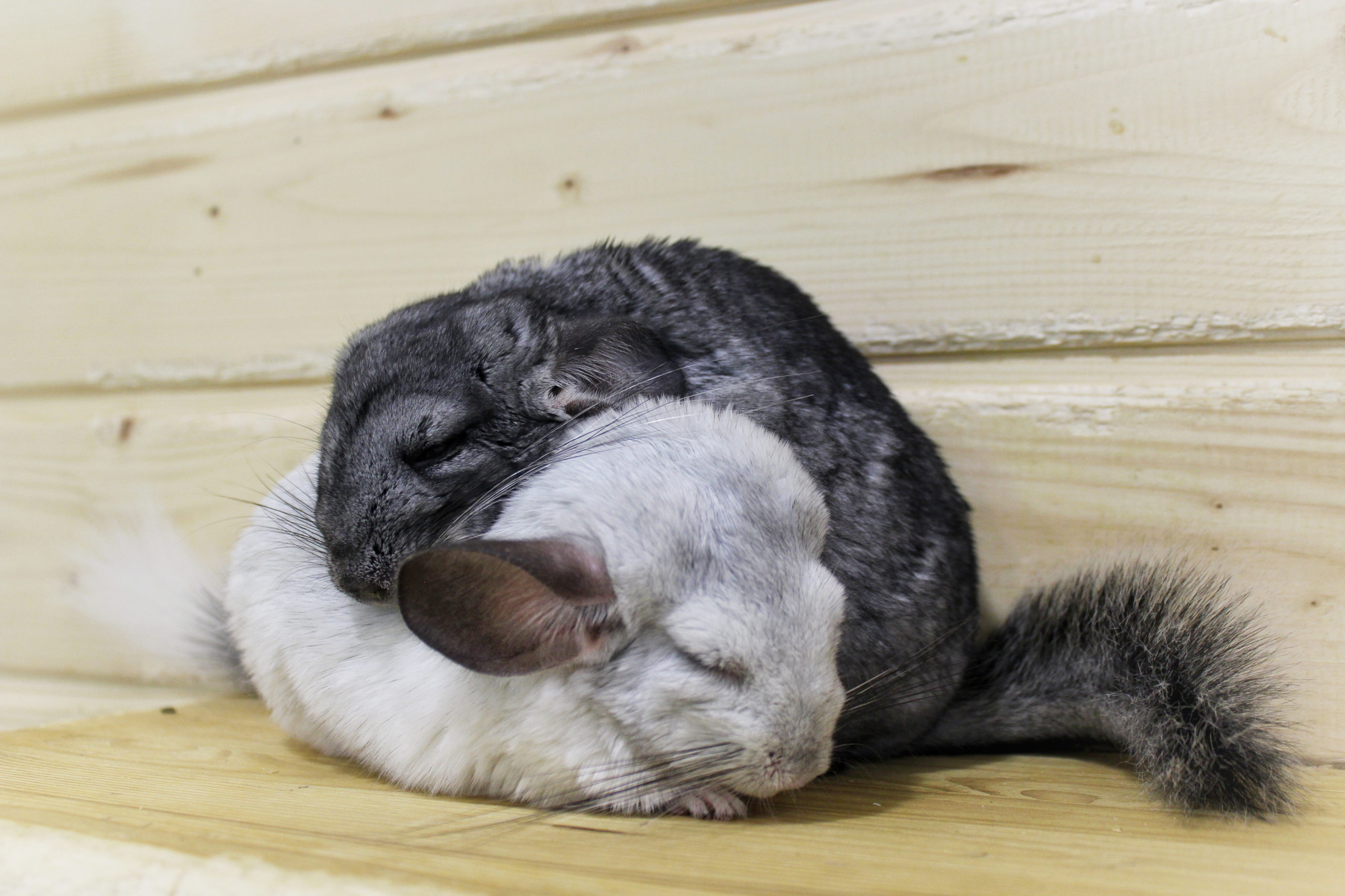 two chinchillas sleeping on each other